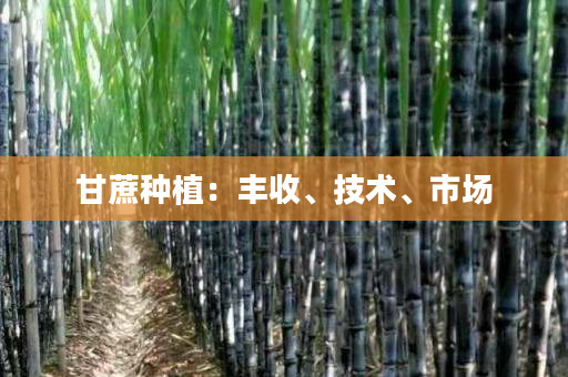 甘蔗种植:丰收、技术、市场 甘蔗种植:丰收、技术、市场