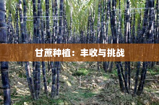 甘蔗种植:丰收与挑战 甘蔗种植:丰收与挑战