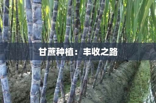 甘蔗种植:丰收之路 甘蔗种植:丰收之路
