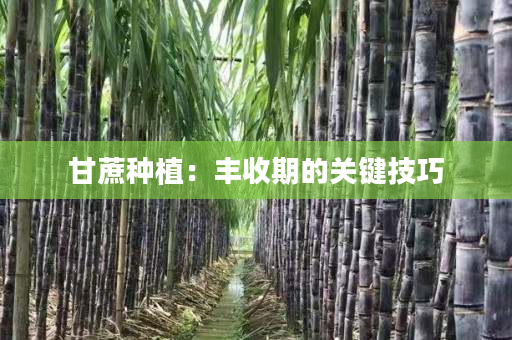 甘蔗种植:丰收期的关键技巧 甘蔗种植:丰收期的关键技巧
