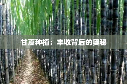 甘蔗种植:丰收背后的奥秘 甘蔗种植:丰收背后的奥秘