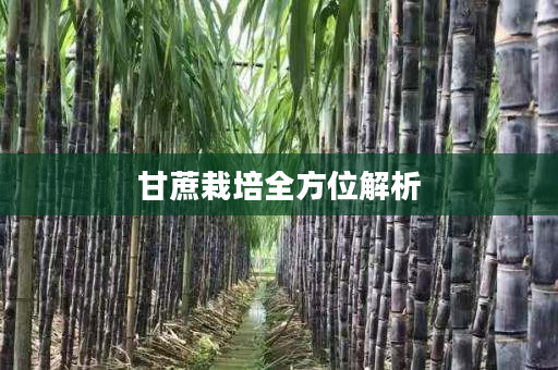 甘蔗栽培全方位解析 甘蔗栽培全方位解析