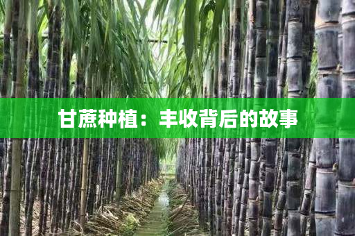 甘蔗种植:丰收背后的故事 甘蔗种植:丰收背后的故事