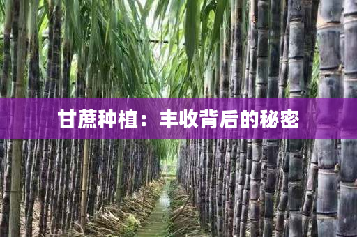 甘蔗种植:丰收背后的秘密 甘蔗种植:丰收背后的秘密