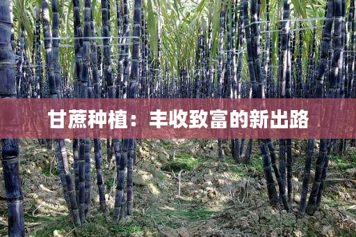 甘蔗种植:丰收致富的新出路 甘蔗种植:丰收致富的新出路