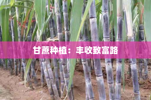 甘蔗种植:丰收致富路 甘蔗种植:丰收致富路