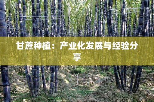 甘蔗种植:产业化发展与经验分享 甘蔗种植:产业化发展与经验分享