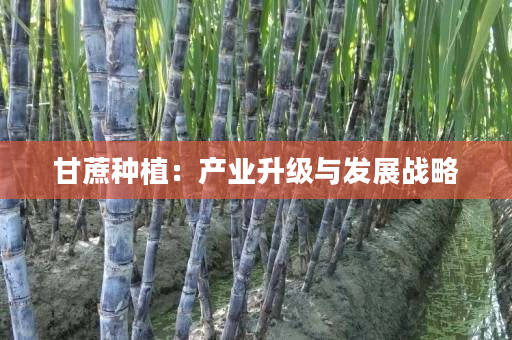 甘蔗种植:产业升级与发展战略 甘蔗种植:产业升级与发展战略