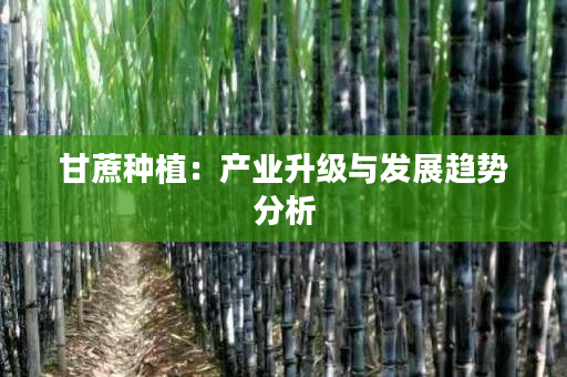 甘蔗种植:产业升级与发展趋势分析 甘蔗种植:产业升级与发展趋势分析