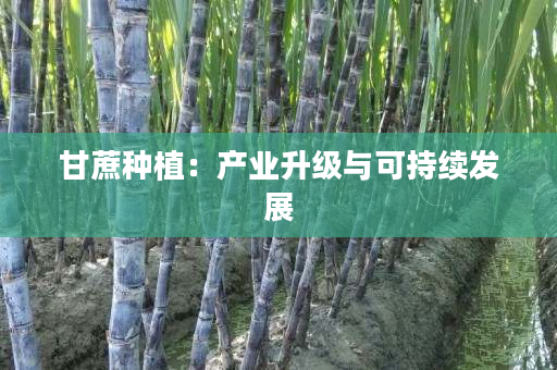 甘蔗种植:产业升级与可持续发展 甘蔗种植:产业升级与可持续发展
