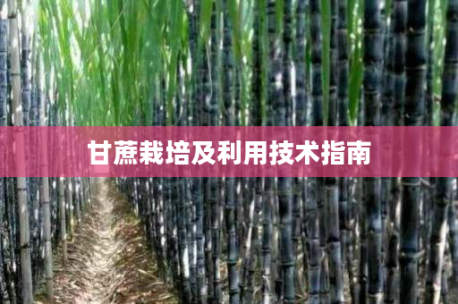 甘蔗栽培及利用技术指南 甘蔗栽培及利用技术指南