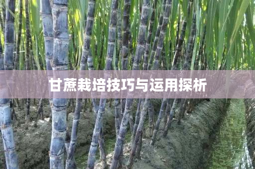 甘蔗栽培技巧与运用探析 甘蔗栽培技巧与运用探析