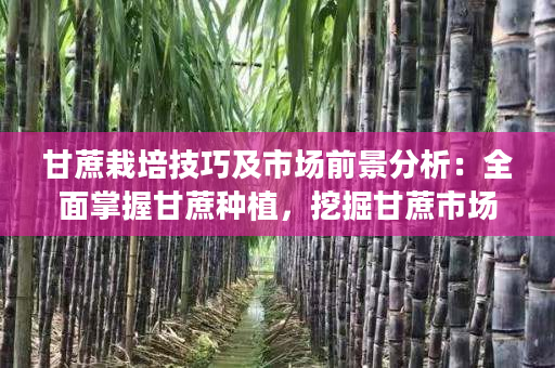 甘蔗栽培技巧及市场前景分析:全面掌握甘蔗种植,挖掘甘蔗市场潜力 甘蔗栽培技巧及市场前景分析:全面掌握甘蔗种植,挖掘甘蔗市场潜力