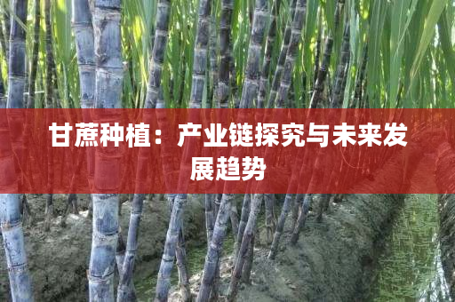 甘蔗种植:产业链探究与未来发展趋势 甘蔗种植:产业链探究与未来发展趋势