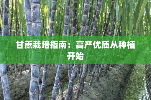 甘蔗栽培指南:高产优质从种植开始 甘蔗栽培指南:高产优质从种植开始