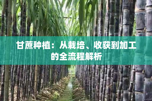 甘蔗种植:从栽培、收获到加工的全流程解析 甘蔗种植:从栽培、收获到加工的全流程解析