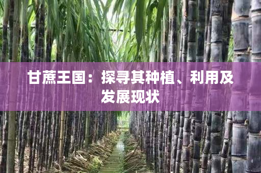 甘蔗王国:探寻其种植、利用及发展现状 甘蔗王国:探寻其种植、利用及发展现状