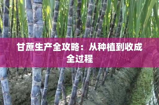 甘蔗生产全攻略:从种植到收成全过程 甘蔗生产全攻略:从种植到收成全过程