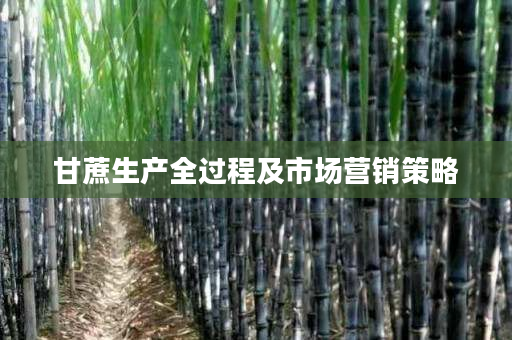 甘蔗生产全过程及市场营销策略 甘蔗生产全过程及市场营销策略