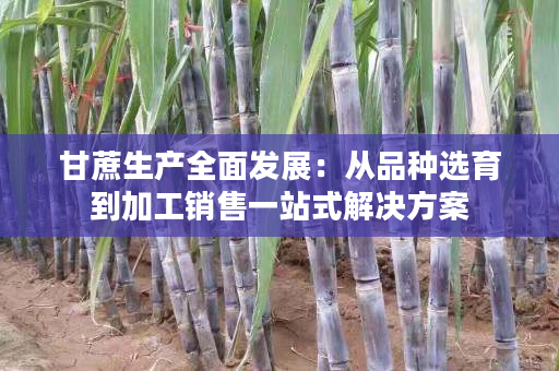 甘蔗生产全面发展:从品种选育到加工销售一站式解决方案 甘蔗生产全面发展:从品种选育到加工销售一站式解决方案