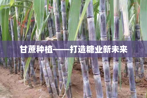 甘蔗种植——打造糖业新未来 甘蔗种植——打造糖业新未来