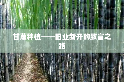 甘蔗种植——旧业新开的致富之路 甘蔗种植——旧业新开的致富之路