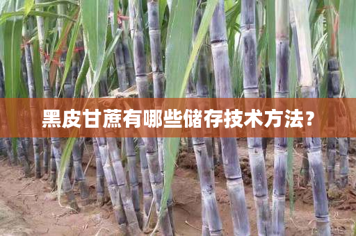 黑皮甘蔗有哪些储存技术方法? 黑皮甘蔗有哪些储存技术方法?