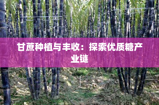 甘蔗种植与丰收:探索优质糖产业链 甘蔗种植与丰收:探索优质糖产业链