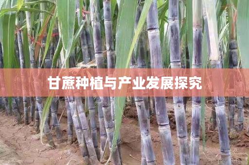 甘蔗种植与产业发展探究 甘蔗种植与产业发展探究