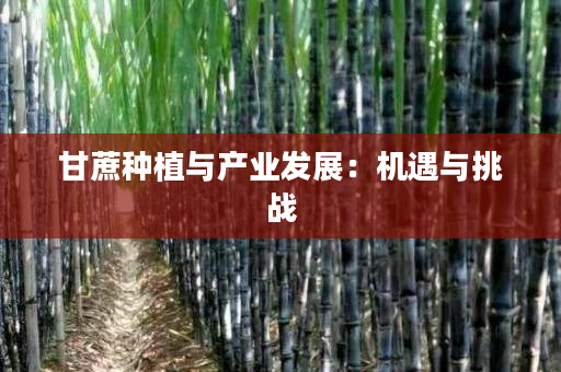 甘蔗种植与产业发展:机遇与挑战 甘蔗种植与产业发展:机遇与挑战