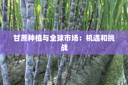 甘蔗种植与全球市场:机遇和挑战 甘蔗种植与全球市场:机遇和挑战