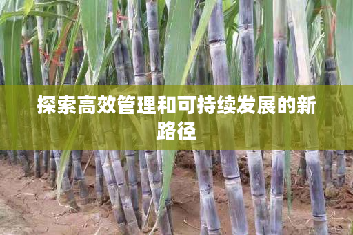 探索高效管理和可持续发展的新路径