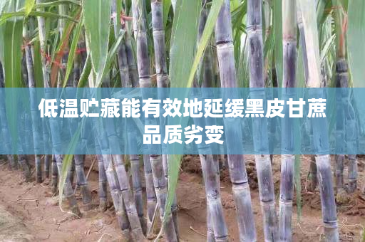 低温贮藏能有效地延缓黑皮甘蔗品质劣变 低温贮藏能有效地延缓黑皮甘蔗品质劣变