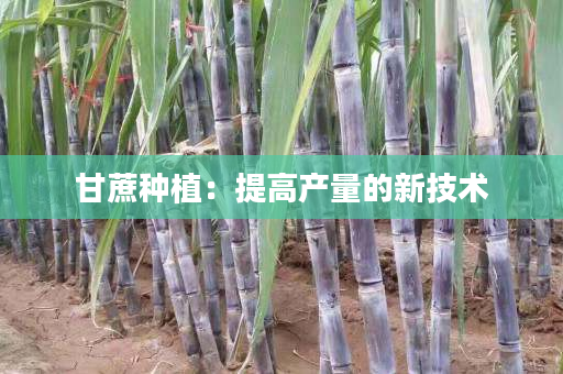甘蔗种植:提高产量的新技术 甘蔗种植:提高产量的新技术