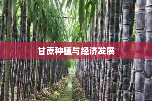 甘蔗种植与经济发展 甘蔗种植与经济发展