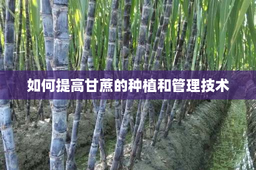 如何提高甘蔗的种植和管理技术