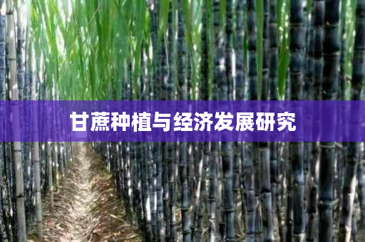 甘蔗种植与经济发展研究 甘蔗种植与经济发展研究