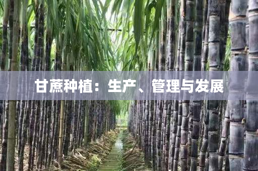 甘蔗种植:生产、管理与发展 甘蔗种植:生产、管理与发展