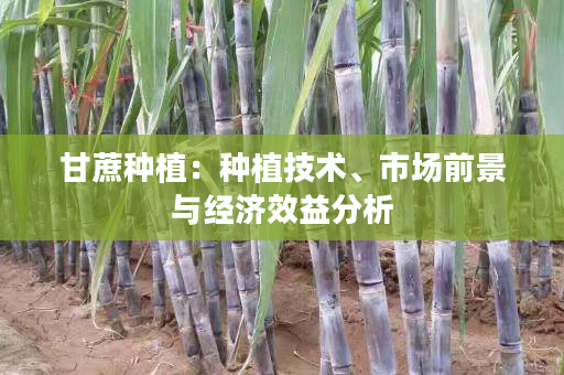 甘蔗种植：种植技术、市场前景与经济效益分析