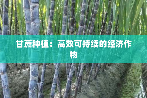 甘蔗种植:高效可持续的经济作物 甘蔗种植:高效可持续的经济作物