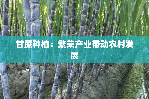 甘蔗种植:繁荣产业带动农村发展 甘蔗种植:繁荣产业带动农村发展