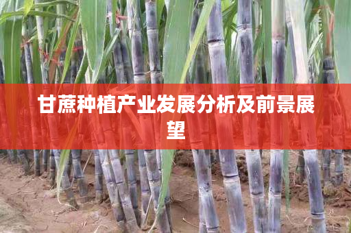 甘蔗种植产业发展分析及前景展望 甘蔗种植产业发展分析及前景展望