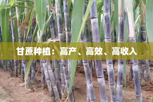 甘蔗种植:高产、高效、高收入 甘蔗种植:高产、高效、高收入