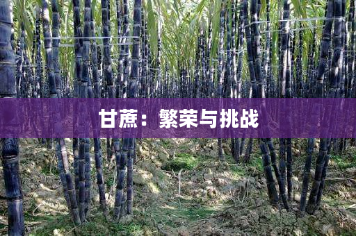 甘蔗:繁荣与挑战 甘蔗:繁荣与挑战