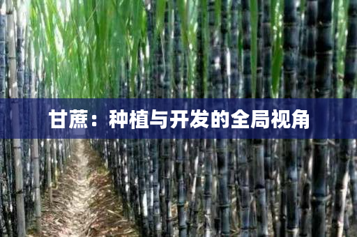 甘蔗:种植与开发的全局视角 甘蔗:种植与开发的全局视角