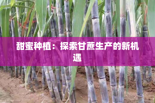 甜蜜种植:探索甘蔗生产的新机遇 甜蜜种植:探索甘蔗生产的新机遇