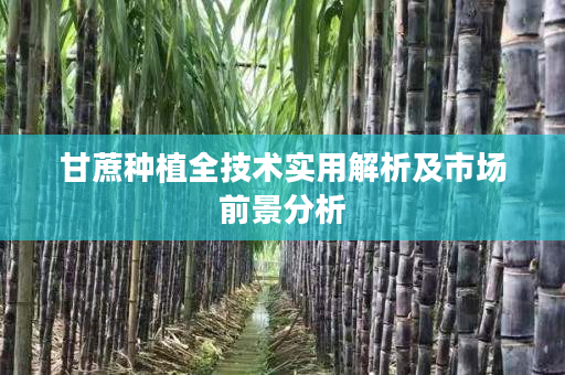 甘蔗种植全技术实用解析及市场前景分析 甘蔗种植全技术实用解析及市场前景分析