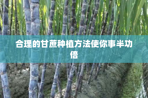 合理的甘蔗种植方法使你事半功倍 合理的甘蔗种植方法使你事半功倍