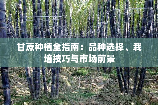 甘蔗种植全指南:品种选择、栽培技巧与市场前景 甘蔗种植全指南:品种选择、栽培技巧与市场前景