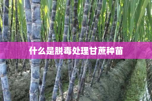 什么是脱毒处理甘蔗种苗 什么是脱毒处理甘蔗种苗